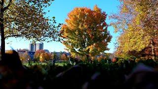 Vibrant fall foliage at its peak on Virginia Tech's campus