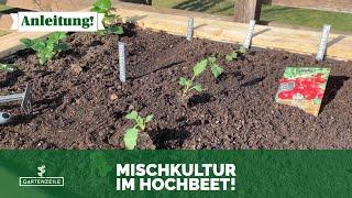 Mischkultur im Hochbeet ‍ Diese Pflanzen sollten auf KEINEN FALL nebeneinander stehen!