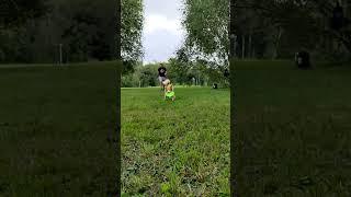 БК Фокс - ловит роллы #dogfrisbee #dogtraining #frisbeedog