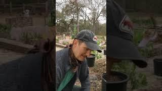 Transplanting Asparagus in Central Texas