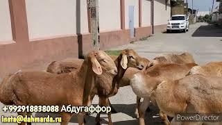 Афганские овцы фермерского хозяйства Ходжи Абдувохида и Абдугаффора в окрестностях Душанбе