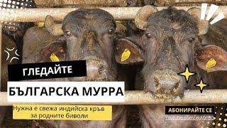 Нужна е свежа индийска кръв за българските биволи