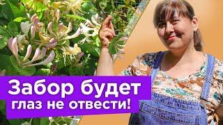 ЧТО ПОСАДИТЬ ВДОЛЬ ЗАБОРА? Самые красивые и быстрорастущие растения, которые преобразят любой забор