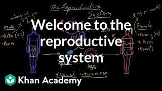 Welcome to the reproductive system | Reproductive system physiology | NCLEX-RN | Khan Academy