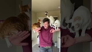 My favorite sentient cat tree! #cats #shorts #funnyanimals #indooroutdoorkat