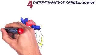 Cardiovascular System Physiology - Cardiac Output (stroke volume, heart rate, preload and afterload)