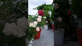 terrace gardening part 41 | rose | hibiscus | bougainvillea | beautiful garden ️ | #gardening