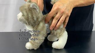 Tre Ponti USA - How to Measure - Cat