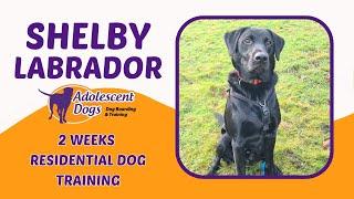 Shelby the Labrador | 2 Weeks Residential Dog Training