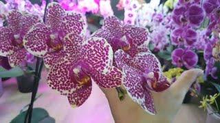 Орхидея Phalаenopsis OX Red Sesame (Miki-Orchid)  #Цветение 2024