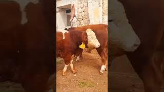 LAYK VA KOMENT #CHORVA #obuna_bolishni_unutmang #cow #tiktok #allahﷻallahﷻ #200k #farm #alllahﷻ