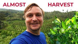 FINAL HARVEST PREPARATIONS (Philippines Calamansi Success Or Failure?)