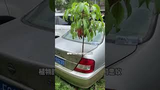 植物的生命力非常顽强 #有趣 #好玩