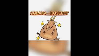 🪐 СОБАЧИЙ ГОРОСКОП: Собака - козерог (юмор)