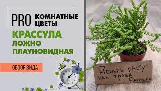 Крассула ложноплауновидная - травянистый суккулент | Обзор интересного сорта денежного дерева