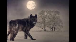 Wolf Sounds