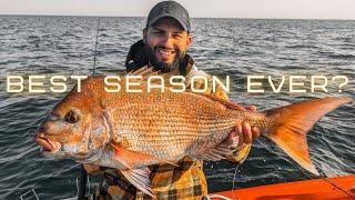 The Best SNAPPER SEASON Ever? -  Rampaging REDS!