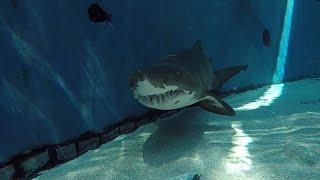 POV: Diving in Shark Lagoon!