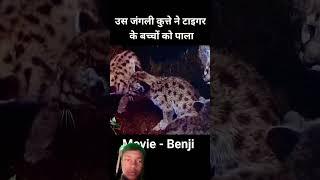 Do tiger ke baccha jungle mein gum ho gaya tha#shorts#viralshort #viralvideos