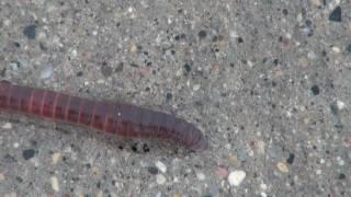 Earthworm (Lumbricus) Locomotion