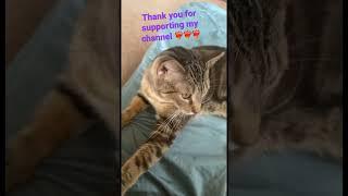 Anakin’s Adorabless  ️‍ Cute Cat Chronicles