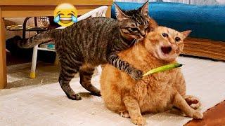 IMPOSSIBLE TRY NOT TO LAUGH  Best Funny Animal Videos 