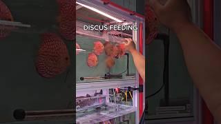 Discus Fish Feeding at an Aquarium  #aquariumhobby #fishkeepinghobby #tropicalfish