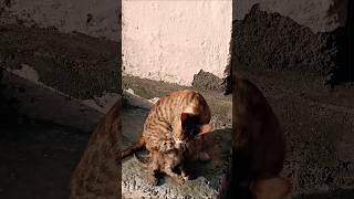 dil ka koi tukda kabhi dil se juda hota nhi ️️ #animal #cat @cutecatplus1 @cute