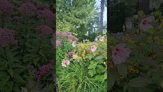 Monarch butterflies  flying in the garden 