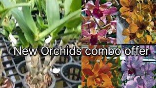 New Dendrobium Orchids| offer sale |New varieties