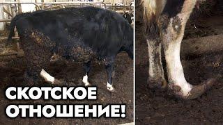 Бессовестные начальники издеваются над скотом! Падёж, хищения и коррупция на АПК