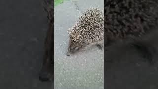 Hedgehog / Ежонок