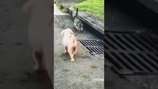 Cat vs Dog #shorts #funnycat #funnymoments