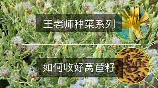 王老师种菜：如何收好莴苣籽