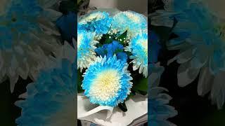 Xrizantema buket Kuzgi chiroyli gullar bilan yaqinlaringizni xursand qiling#kuz #flowers #video