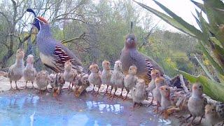 19 Quail Chicks Drinking on a Hot Day