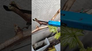 Прививаю в лозу, на которой вымерзли почки! #виноград #прививка #grape #garden