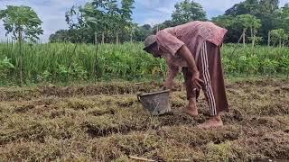 How Smart Farmers Fill Planting Media Before Planting – No Tools Used! -Agriculture Farming