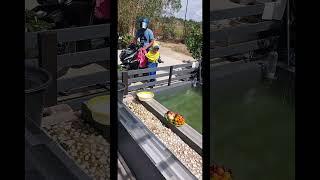 pulang sekolah langsung masuk kolam channa ambil buah  muarasyifa #shorts #channa #buah #jeruk