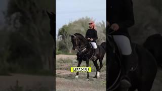 Arabian Horse | One Of The Most Famous Horse Breed #arabianhorsebreed