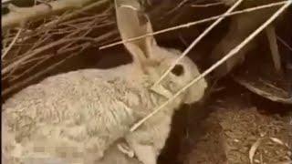 A moment when a rabbit cares for its children#shortvideo #viralvideo