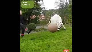#cow_play_football #enjoing_cow ##viral_cow_as_a_players