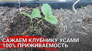 Сажаем клубнику усами. 100% приживаемость