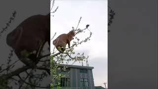 Том и Джерри: Начало. Tom and Jerry: The Beginning. #tomandjerry #funnycats #смешныекоты #крысы