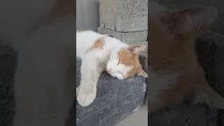 Cute cat Cute animals Cat video