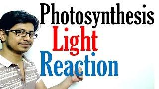 Light reaction of Photosynthesis | Photosynthesis lecture 1