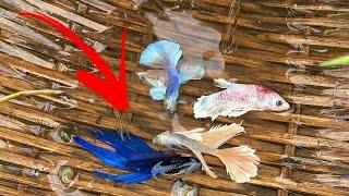 Natural Betta Fishing Techniques by Amazing Skill that Unbelievable Betta Fish