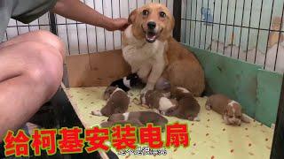 小狗在籠裡熱的嗷嗷叫，主人急忙安裝了風扇，狗媽為此還感謝主人