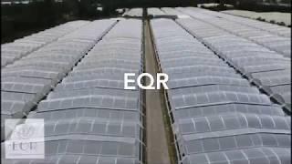 EQR Ecuadorian Quality Roses