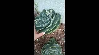 #SHORTS Echeveria Glauca